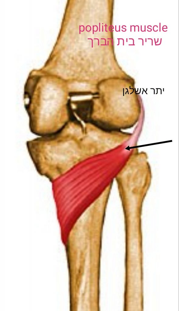 שריר בית הברך  שריר קטן ומוסתר בחלק האחורי של הרגל הימנית - קרוב לנקודת האחיזה שלו בצד החיצון (Lateralis), תחתון (Inferior) של עצם הירך: "שריר בית הברך" (Popliteus) לטרלי (חיצון). כשמיישרים את הרגל כיווץ זה גורם לכאבים ביישור הרגל (דמימה בצד ימין: עקב יתר אשלגן, ו/או עקב תחושה של העדר גיבוי), וכן בכריעה, בריצה, הליכה במורד, או בירידה במדרגות.  Popliteus  muscle   