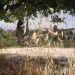 שיבולת שועל – צילם ירון מרגולין