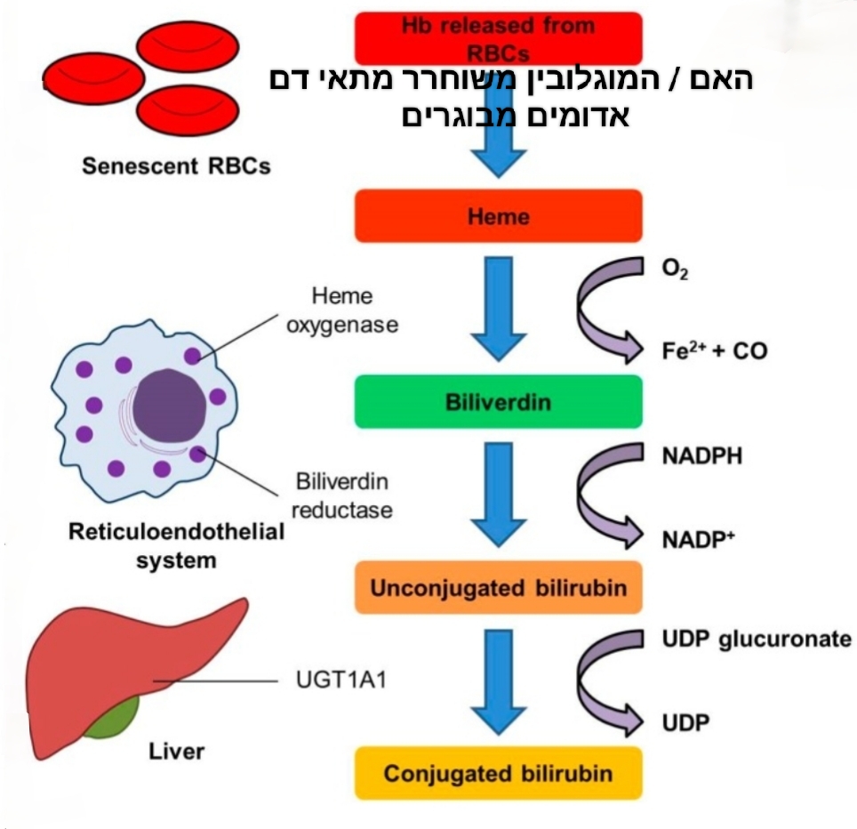 בילירובין מבט אל מדד הכבד ופועלו כמגן לב וכלי דם בקרב חולי מחלת כליה ...