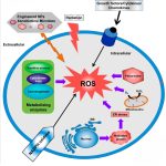 המחמצן הגדול – Reactive oxygen species (ROS)